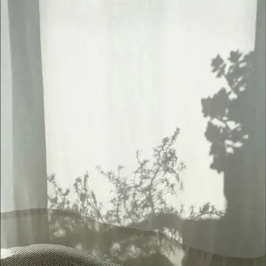 Profile image of ティティ