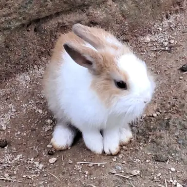 Profile image of 마플