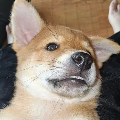 Profile image of 꾸몽