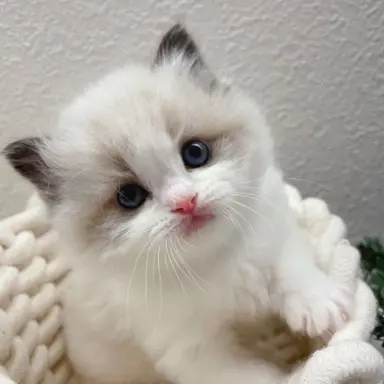 Profile image of Mochi