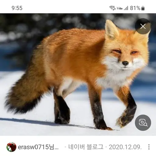 FeebleKea7736의 김여우