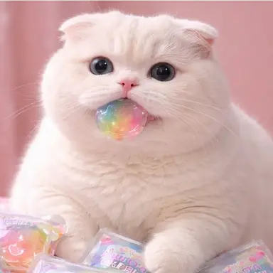 Profile image of 고양이 목록