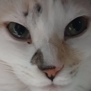 Profile image of 小鳥遊リコ