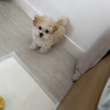 Profile image of 최하람