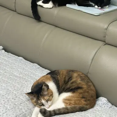 Profile image of 티밍러들