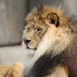 Profile image of Zuberi