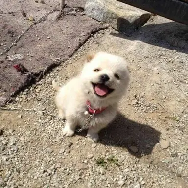 Profile image of 보리