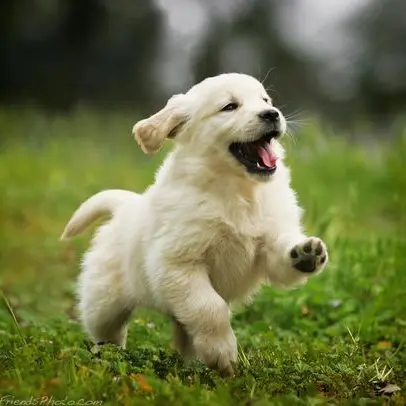 Lemi2014100의 멍뭉이🐶
