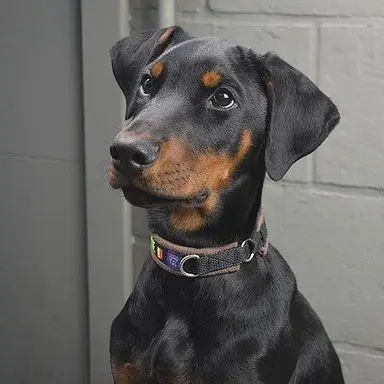 Profile image of からし