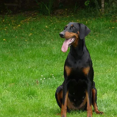 MauveBrain2104의 最強 番犬