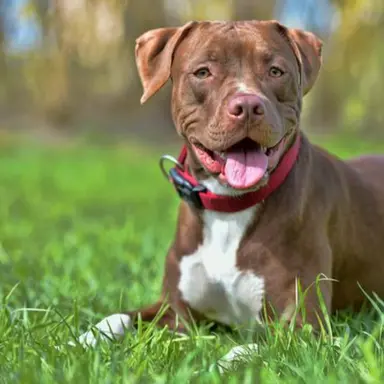 Profile image of とうふ