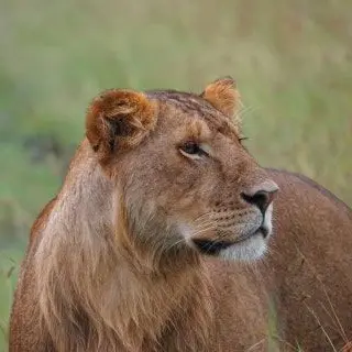 Profile image of 마디바의 무리