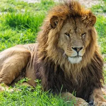 Profile image of 잠보