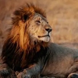 Profile image of 아산테