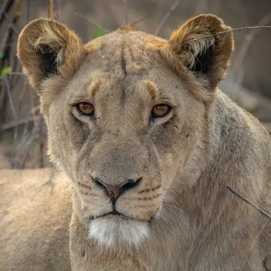 Profile image of 말라이카