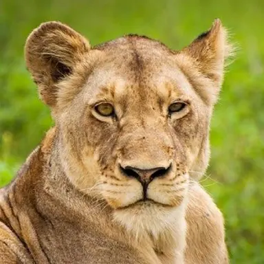 Profile image of 와니니