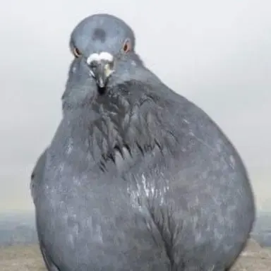 Profile image of 비둘기