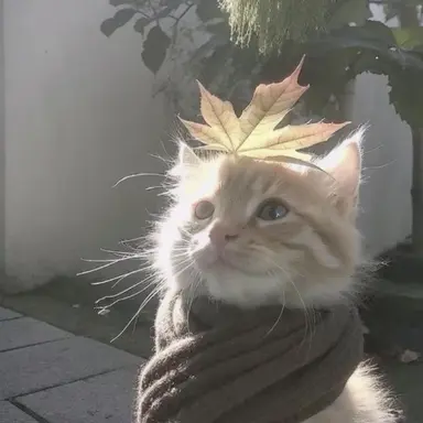Profile image of ミニョン