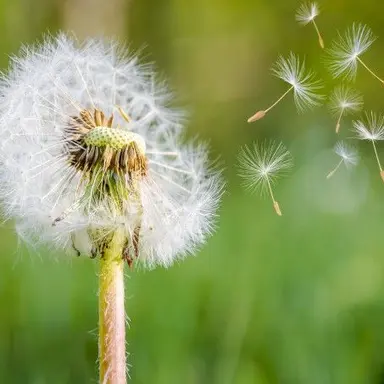 Profile image of 곽보성