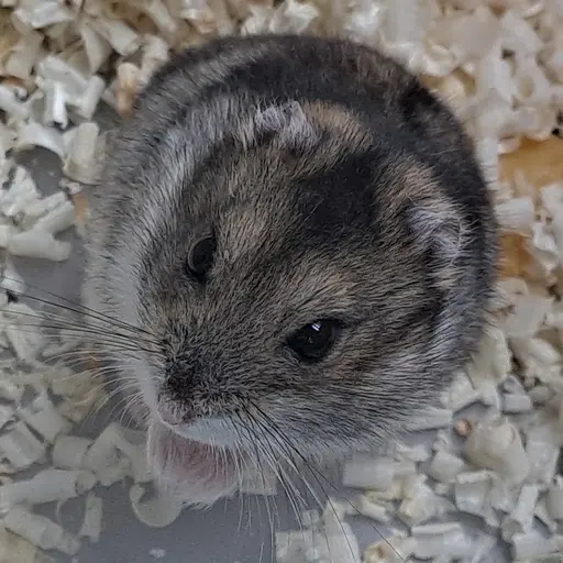 Msjeocnwlwxmx284828fjdjdjjcjf8의 해피🐭🐀