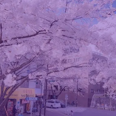 Profile image of 멜로우