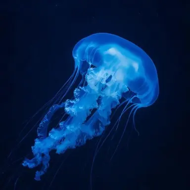 Profile image of 파이브