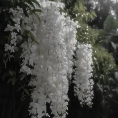 Profile image of 코마