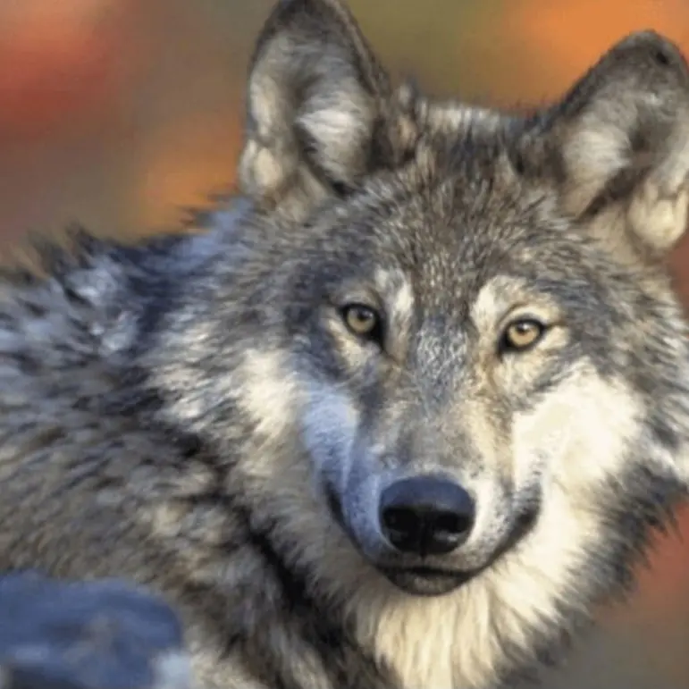 Sisnsnnjsn2730의 늑대에게 넘어간 여자애들