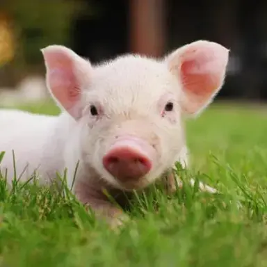 Profile image of Otis