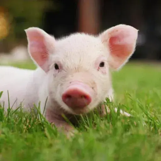 RashLoan6100의 Otis