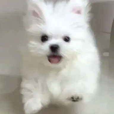 Profile image of 망고