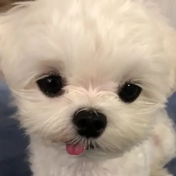 LadyBuggggg의 양또순