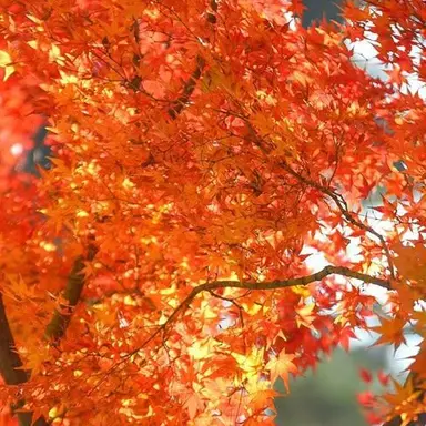 Profile image of 라더