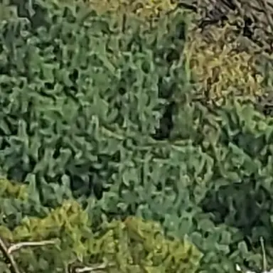 Profile image of 공룡