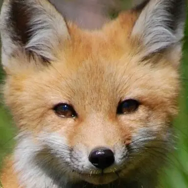Profile image of 여우