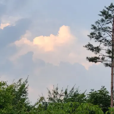 Profile image of 여우