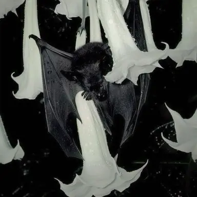 Profile image of Queen nightshade