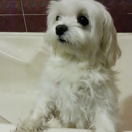 멍