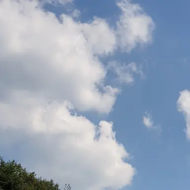 Profile image of 여우