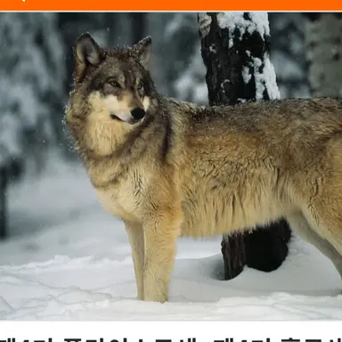 Profile image of 늑대