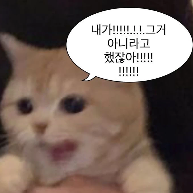 고양이 냐냐