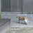길냥이