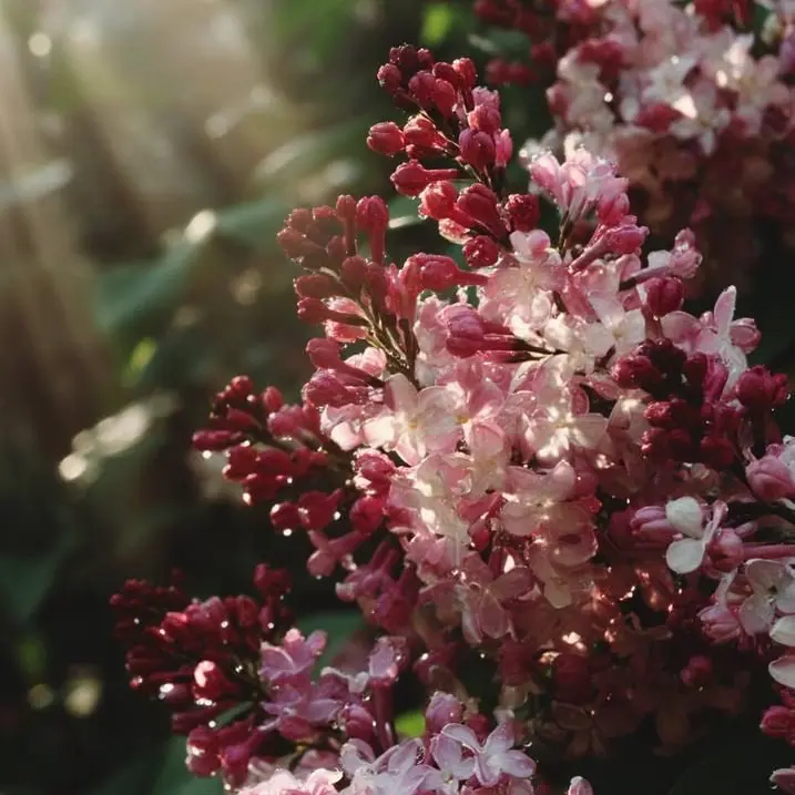 Tukasaki__의 渡会雲雀