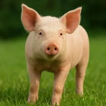 Profile image of 돼지 ㅅㄲ