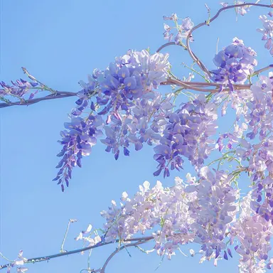 Profile image of 제오