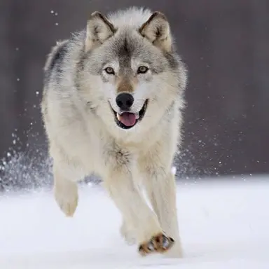 Profile image of 늑대