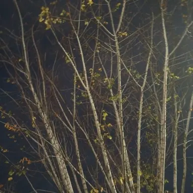 Profile image of 프르스녀냥