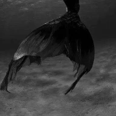 Profile image of バンチャン