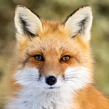 Profile image of 여우년