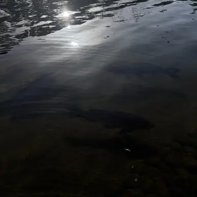 Profile image of グガ